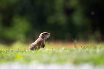Funny ground squirrel