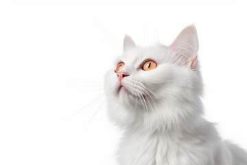 Obraz premium White cat animal mammal kitten.