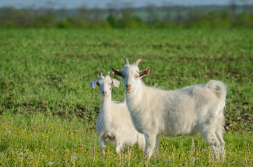 Two Goats grazing in a green meadow