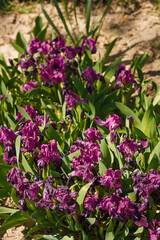 Obraz premium Purple flowers of pumila dwarf or pygmy iris. Pumila hybrida irises in flower bed, garden or botanical park