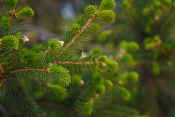 Fresh new spruce branches budding season, springtime coniferous plants in garden or park