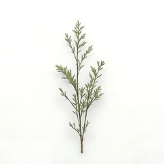 Fototapeta premium rosemary isolated on white