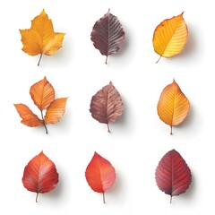 Obraz premium autumn leaves isolated on white