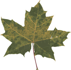 Autumn leaf realistic photo illustration isolated on a transparent background