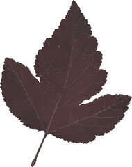 Autumn leaf realistic photo illustration isolated on a transparent background