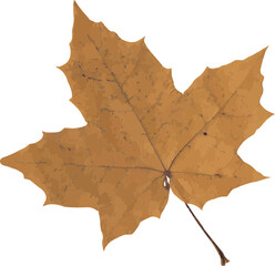Autumn leaf realistic photo illustration isolated on a transparent background