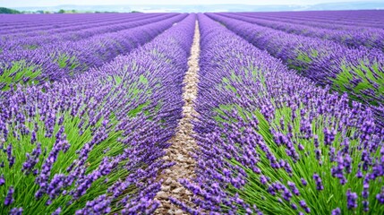 Obraz premium Lavender Field in Bloom