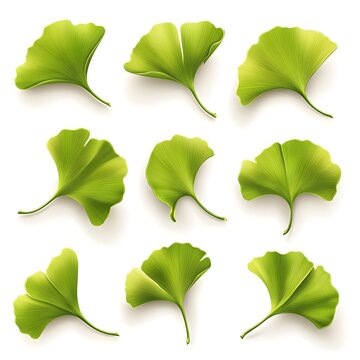 green leaves isolated on white background