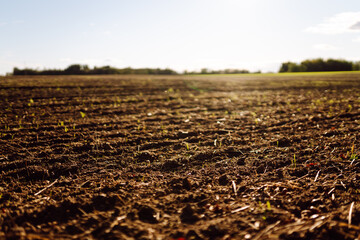 Black soil prepared for planting crop. Dirt soil ground in farm. Rich harvest concept. Agricultural...