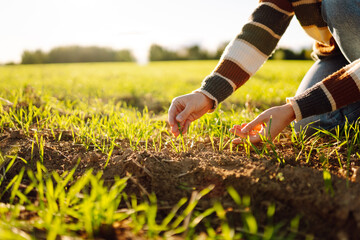Female hand examining plant sprout. Concept of natural farming, agriculture.