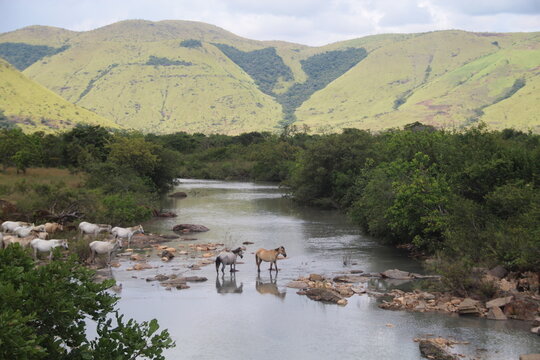 cavalos em paisagem com montanhas e lavrados em uiramut&atilde;, roraima
