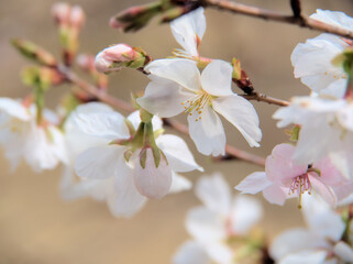3月に咲いた冬桜（越の冬桜）