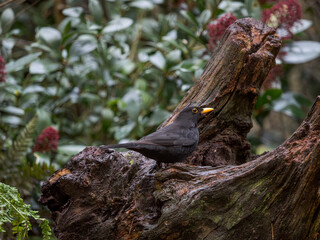Amsel