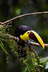 Yellow-throated toucan (Ramphastos ambiguus) or Chestnut-mandibled toucan, a large toucan sitting in the rain on a branch. A typical sight when traveling through Central America.