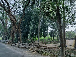 Green tree leaves against the beautiful blue sky