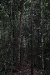 Fototapeta premium floresta no parque nacional viruá, roraima