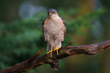 Sperber Männchen