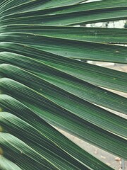 Beautiful of green tropical leaves plant background or texture