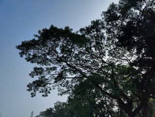 Green tree against a blue sky a natural scene 