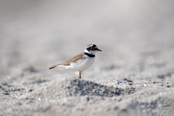 Little Ringed Plover on its habitat. The little ringed plover (Charadrius dubius ) is a small shorebird with distinctive black neck rings, yellow eye-ring, and a preference for open habitats.