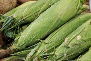 Close up of fresh sweetcorn