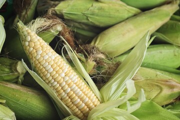 Close up of fresh sweetcorn