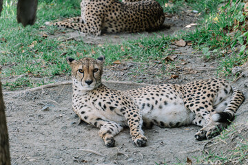 Cheetah Resting on Grass in Zoo Enclosure.Cheetah lying on the ground in a shaded zoo enclosure, showcasing its sleek spotted coat and relaxed posture in a naturalistic habitat.