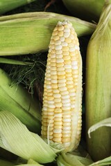 Close up of fresh sweetcorn