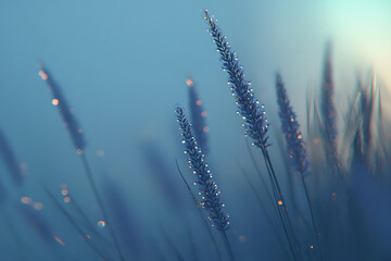Fototapeta premium Lavender fields glistening after a gentle rain, with raindrops shimmering on vibrant purple blossoms.