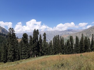 landscape with trees and clouds