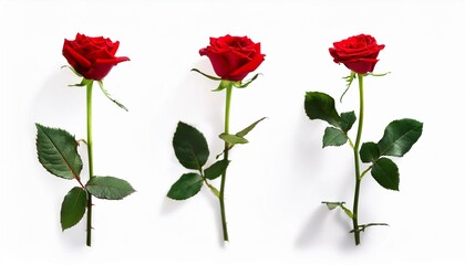 Naklejka premium Beautiful Red Roses on a White Background