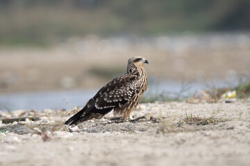 The Black Kite (*Milvus migrans*) is a medium-sized bird of prey, known for its dark plumage, forked tail, and soaring flight. It inhabits diverse habitats worldwide, often near water.