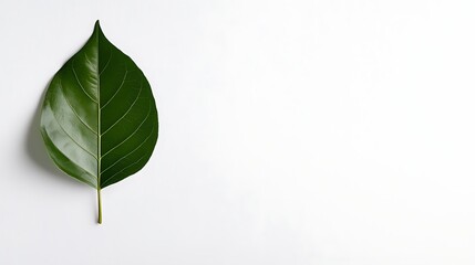 Single Green Leaf on White Background A Minimalist Nature Photograph
