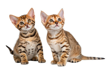 Obraz premium Two Toyger Kittens Sitting on white background. Toyger kittens isolated on white.