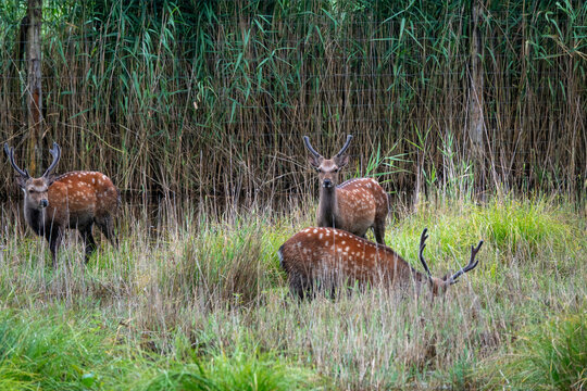 deer near the water in vejle nature park denmark