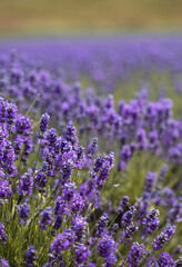 Lavender blooming close-up in a field. Lavender farm