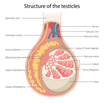 structure of the testicle, including labeled parts like ducts, lobules, and vessels diagram hand drawn schematic vector illustration. Medical science educational illustration