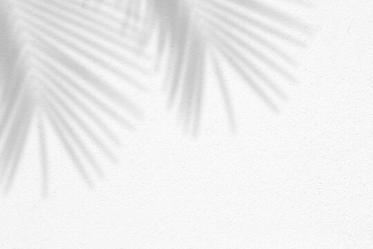 Tropical palm leaf shadow on white wall texture. Blurred branch shadow overlay effect. Minimal summer travel concept. Nature background. Mockup template for product presentation. Flat lay
