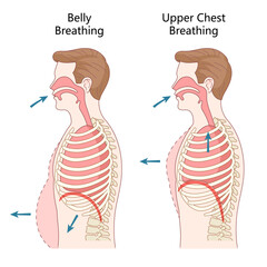belly breathing and upper chest breathing techniques, airflow, diaphragm movement, and rib cage expansion diagram hand drawn schematic vector illustration. Medical science educational illustration