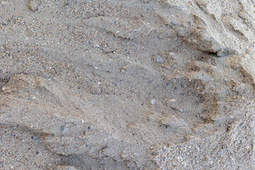 Close-up of textured sandy surface with small pebbles