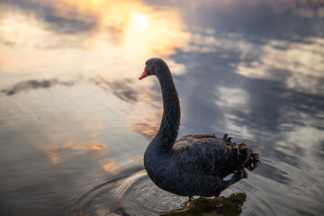 朝焼けの千波湖のリフレクション
