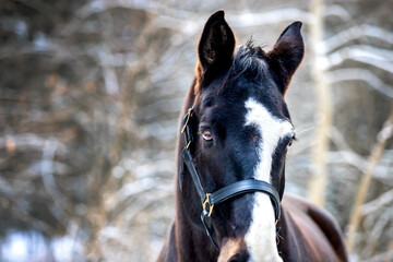 portrait of a horse