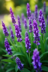 Purple flower clusters bloom among lush green foliage, flowers, blooms, lavender