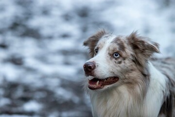 border collie dog