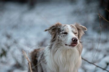 border collie dog