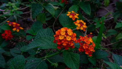 Close-Up of Vibrant Lantana Flowers in the garden