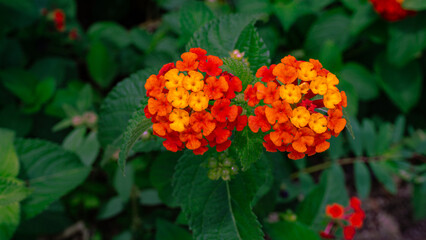 Close-Up of Vibrant Lantana Flowers in the garden