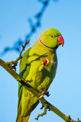 Rose-ringed parakeet. Bird on a branch. Blurred background. Animals in wild nature. Photo for wallpaper or background.