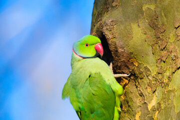 Rose-ringed parakeet. Bird on a branch. Blurred background. Animals in wild nature. Photo for wallpaper or background.