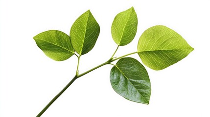 Sprig with five vibrant green leaves isolated on white background.